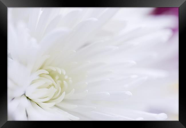 fresh white chrysanthemum Framed Print by Richard  Fox
