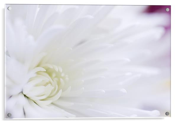 fresh white chrysanthemum Acrylic by Richard  Fox