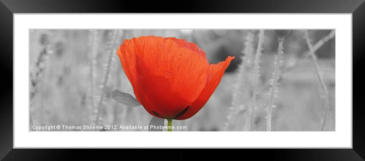 Poppy flower Framed Mounted Print by Thomas Stroehle