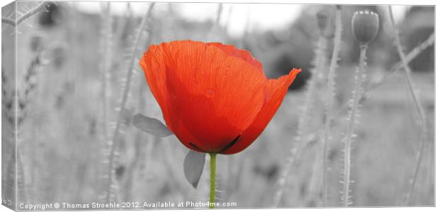 Red Poppy Canvas Print by Thomas Stroehle