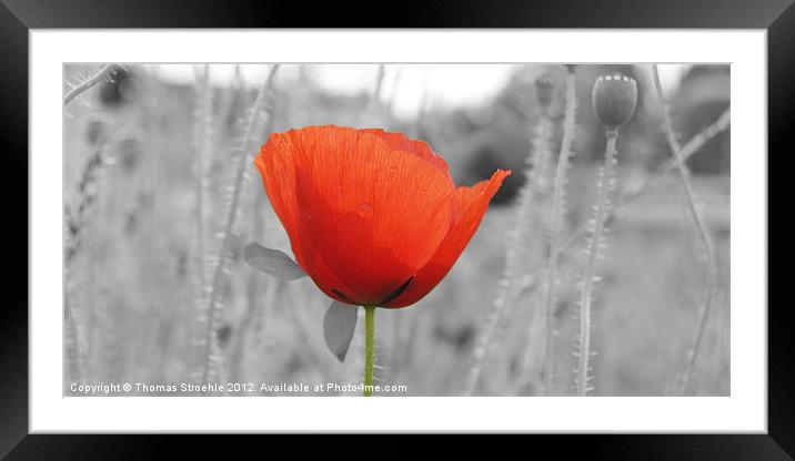 Red Poppy Framed Mounted Print by Thomas Stroehle