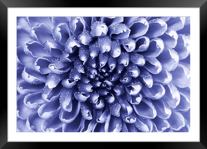 blue abstract flower Framed Mounted Print by Richard  Fox