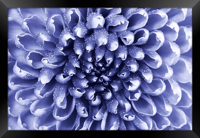 blue abstract flower Framed Print by Richard  Fox