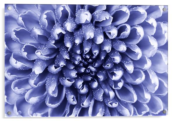 blue abstract flower Acrylic by Richard  Fox