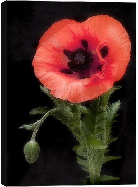 POPPY #2 Canvas Print by Anthony R Dudley (LRPS)