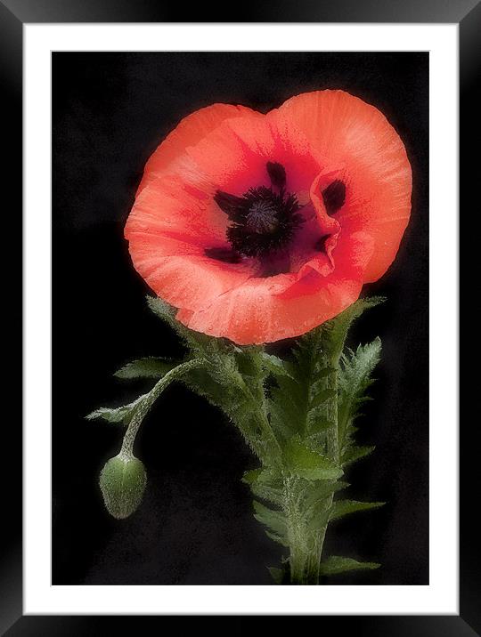 POPPY #2 Framed Mounted Print by Anthony R Dudley (LRPS)