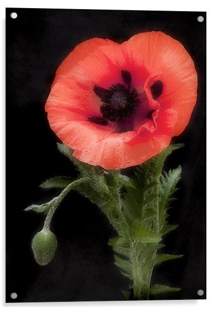 POPPY #2 Acrylic by Anthony R Dudley (LRPS)