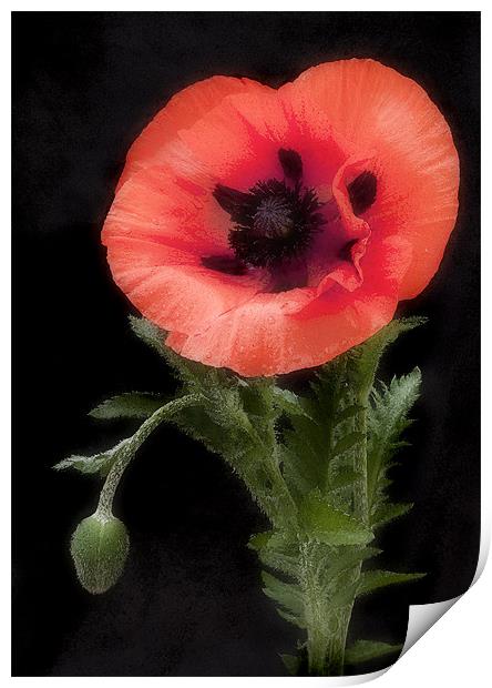 POPPY #2 Print by Anthony R Dudley (LRPS)
