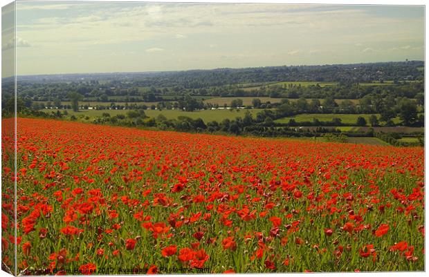 Poppies Fields Thames Valley Canvas Print by Jim Hellier