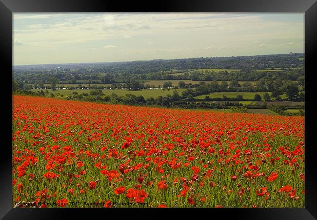 Poppies Fields Thames Valley Framed Print by Jim Hellier