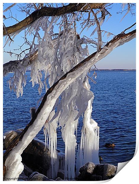 Iced Tree Print by Gary Barratt