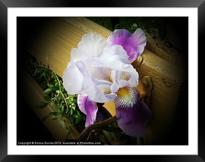 Lonely Dutch Iris Framed Mounted Print by Donna Duclos