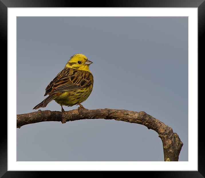 Yellowhammer Framed Mounted Print by Don Davis