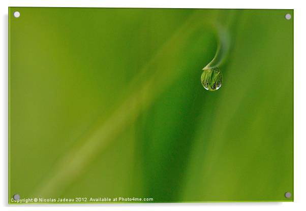 Dew drop World I Acrylic by Nicolas Jadeau