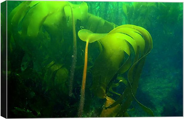 Kelp Canvas Print by kevin wise