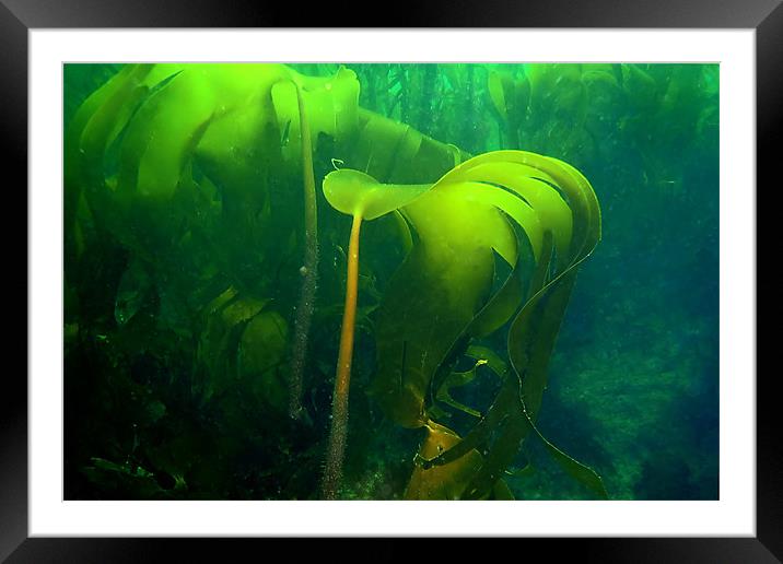 Kelp Framed Mounted Print by kevin wise