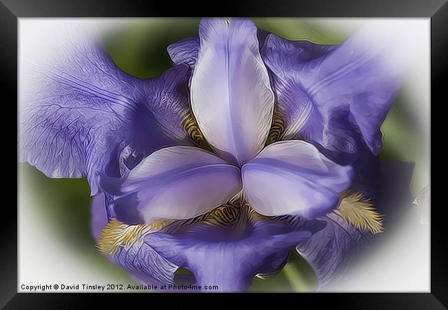 Blue Iris Stylised Framed Print by David Tinsley