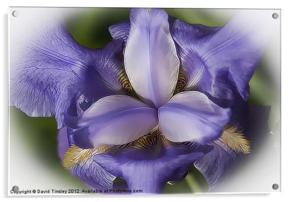 Blue Iris Stylised Acrylic by David Tinsley
