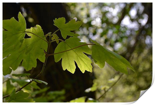 Sunlight Green Print by Thomas Dentith Barnard