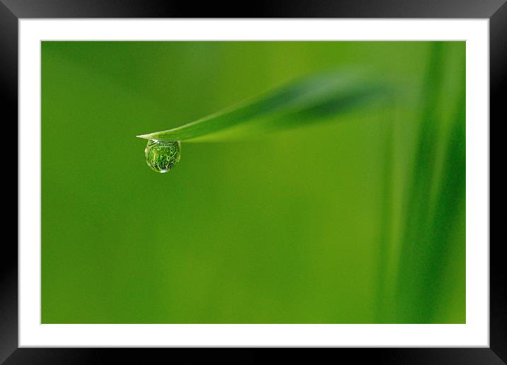 Dew drop World II Framed Mounted Print by Nicolas Jadeau