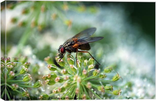 Fly on Cow Parsley Canvas Print by Stephen Maxwell
