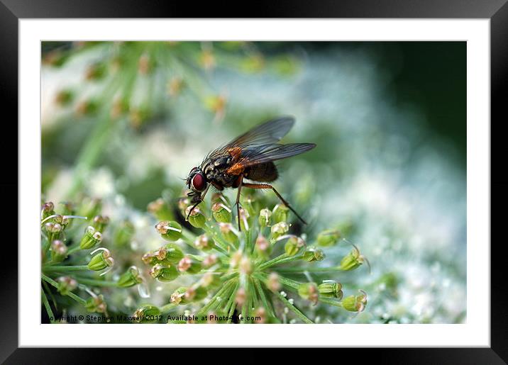 Fly on Cow Parsley Framed Mounted Print by Stephen Maxwell