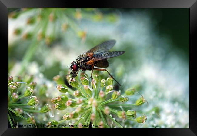 Fly on Cow Parsley Framed Print by Stephen Maxwell