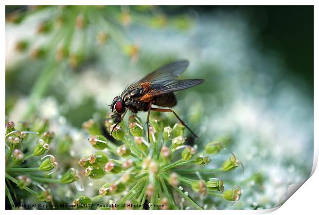 Fly on Cow Parsley Print by Stephen Maxwell