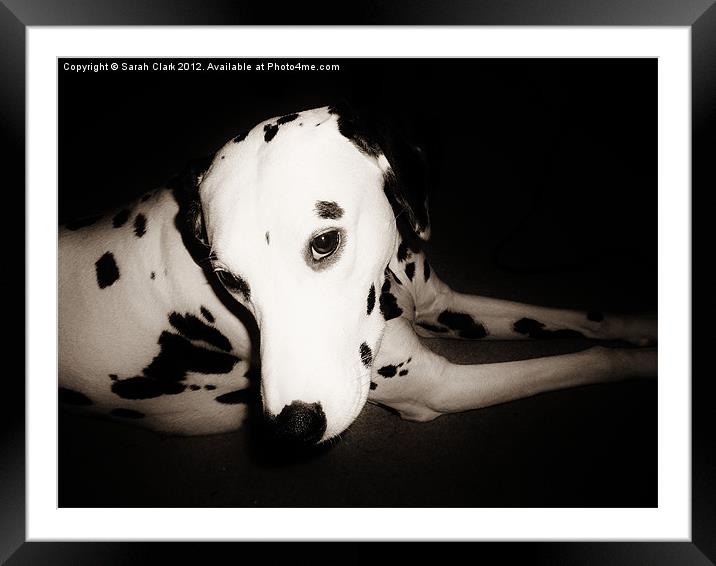 Cuddly Canine Framed Mounted Print by Sarah Clark
