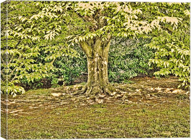 Under the tree Canvas Print by Sharon Lisa Clarke
