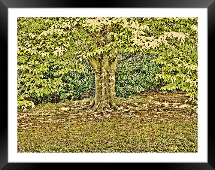 Under the tree Framed Mounted Print by Sharon Lisa Clarke
