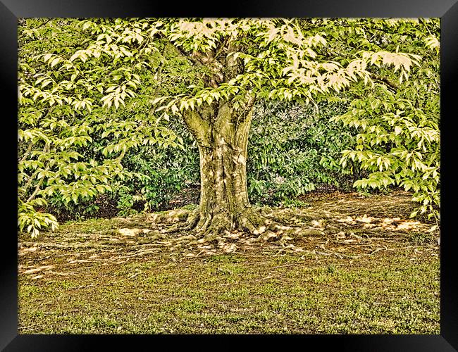 Under the tree Framed Print by Sharon Lisa Clarke