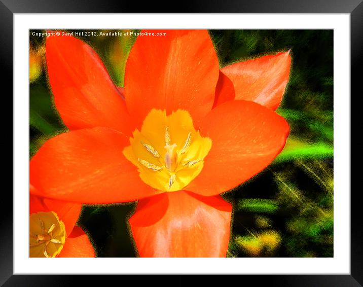 Red Tulip on Stylized Green Framed Mounted Print by Daryl Hill