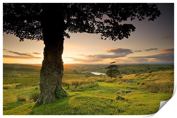 Under the Greenwood Tree Print by peter jeffreys