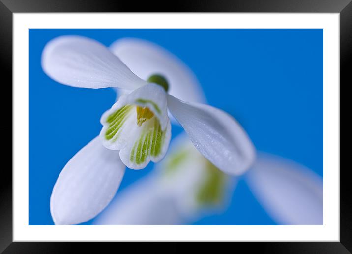 Snowdrops in blue Framed Mounted Print by Richard  Fox