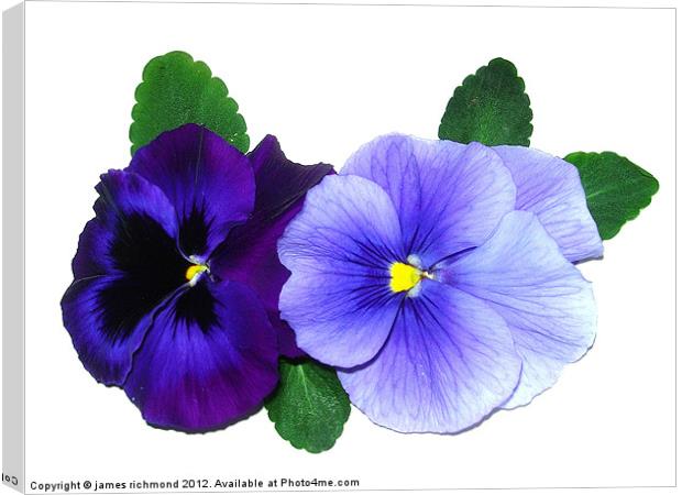 Pale and Dark Blue Pansies Canvas Print by james richmond