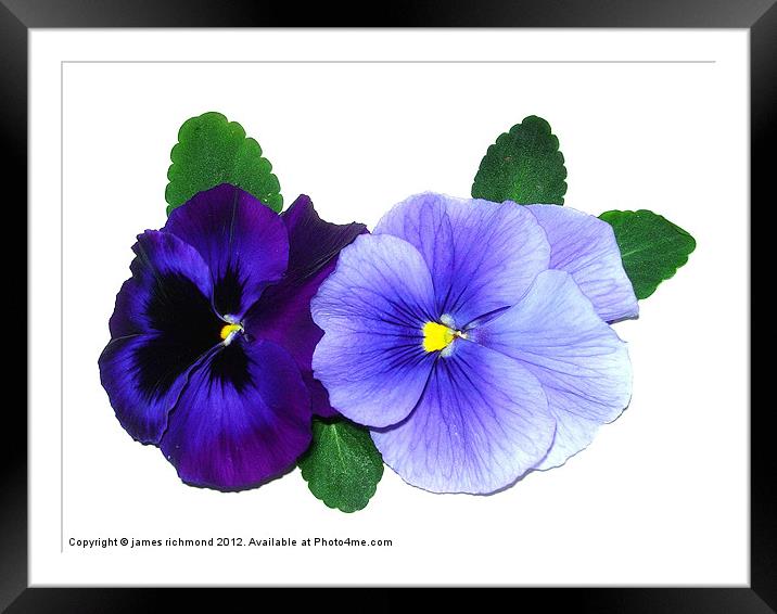 Pale and Dark Blue Pansies Framed Mounted Print by james richmond