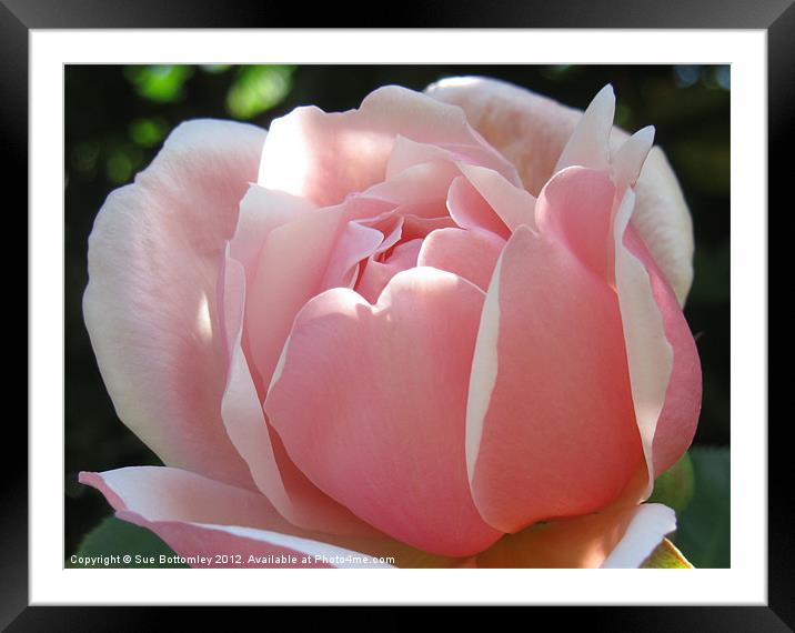 Gentle Pink Rose  By Sue Bottomley Framed Mounted Print by Sue Bottomley