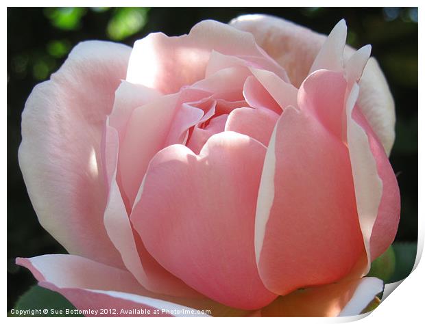 Gentle Pink Rose  By Sue Bottomley Print by Sue Bottomley