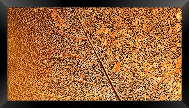 Leaf Vein Detail Framed Print by Brian  Raggatt