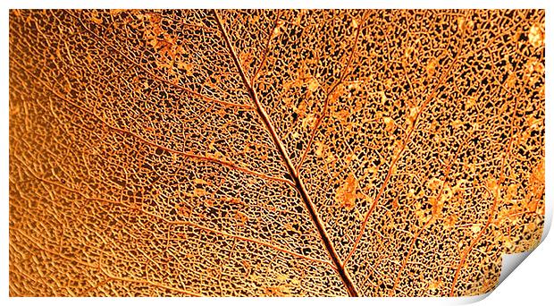Leaf Vein Detail Print by Brian  Raggatt