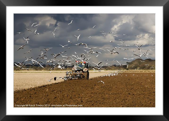 A Flock of Seagulls Framed Mounted Print by David Tinsley