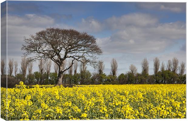 Yellow Rapeseed Fields Canvas Print by David Tinsley