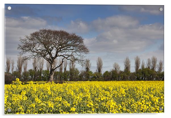 Yellow Rapeseed Fields Acrylic by David Tinsley