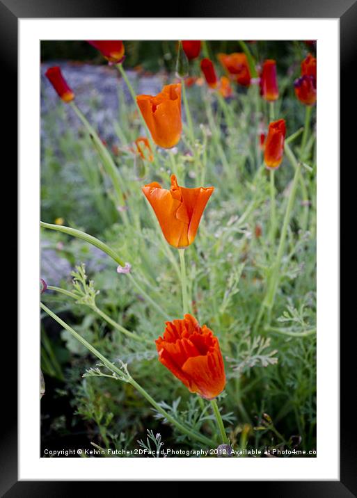 About to bloom Framed Mounted Print by Kelvin Futcher 2D Photography