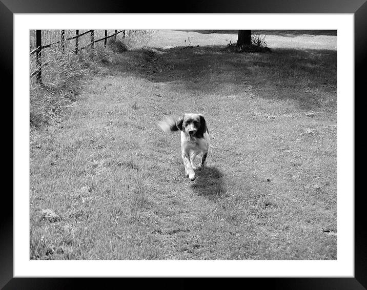 Running Dog Framed Mounted Print by Daniel West