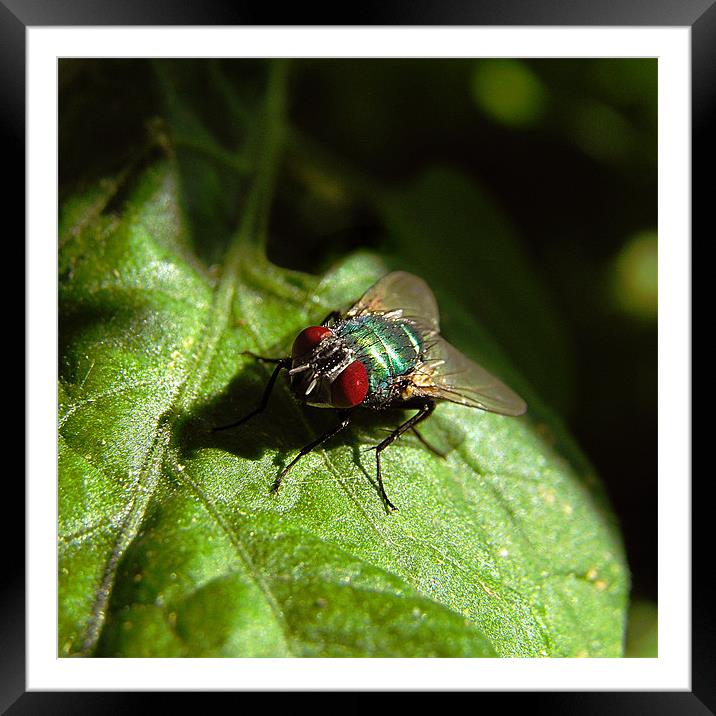 But A Fly Framed Mounted Print by Gary Barratt