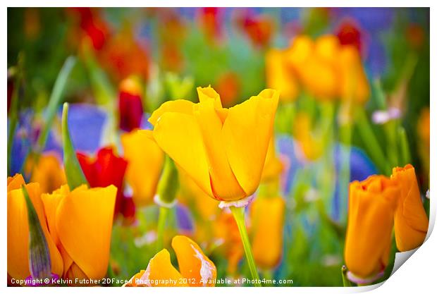 Bright Flower Print by Kelvin Futcher 2D Photography