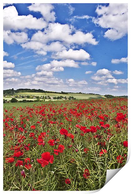 Poppies Print by Dawn Cox
