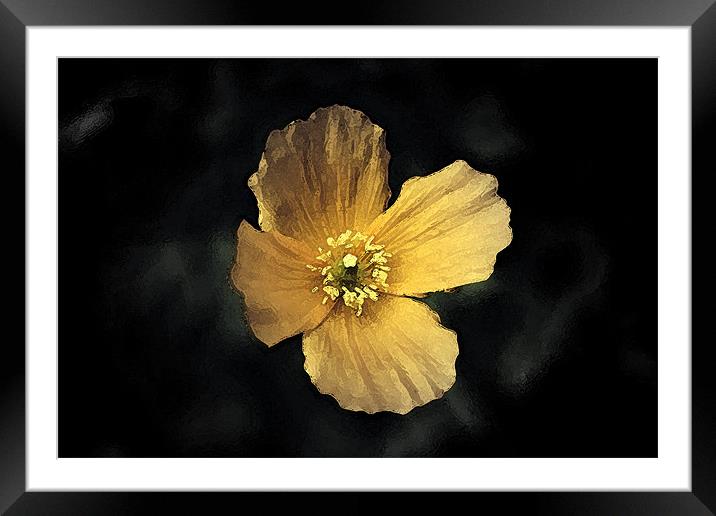 Watercolour Yellow Poppy. Framed Mounted Print by Emma Howell-Williams